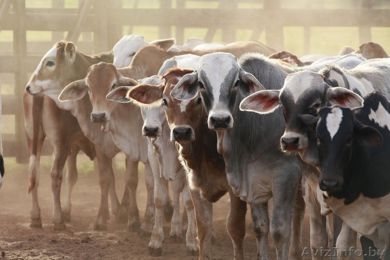 Куплю крупно-рогатый скот, телят живым весом. Самовывоз из любого региона РБ. - Изображение #1, Объявление #1570374