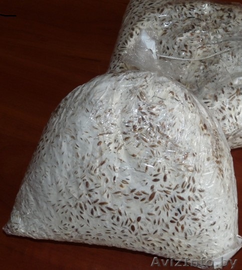 Вешенка НК-35  - Изображение #1, Объявление #1587005