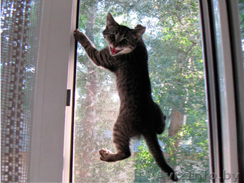 Москитные сетки по горячим ценам! - Изображение #1, Объявление #1619806