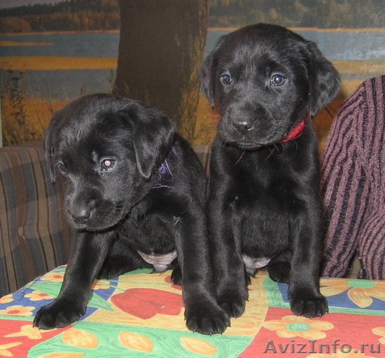 лабрадора щенки черного окраса - Изображение #1, Объявление #60169