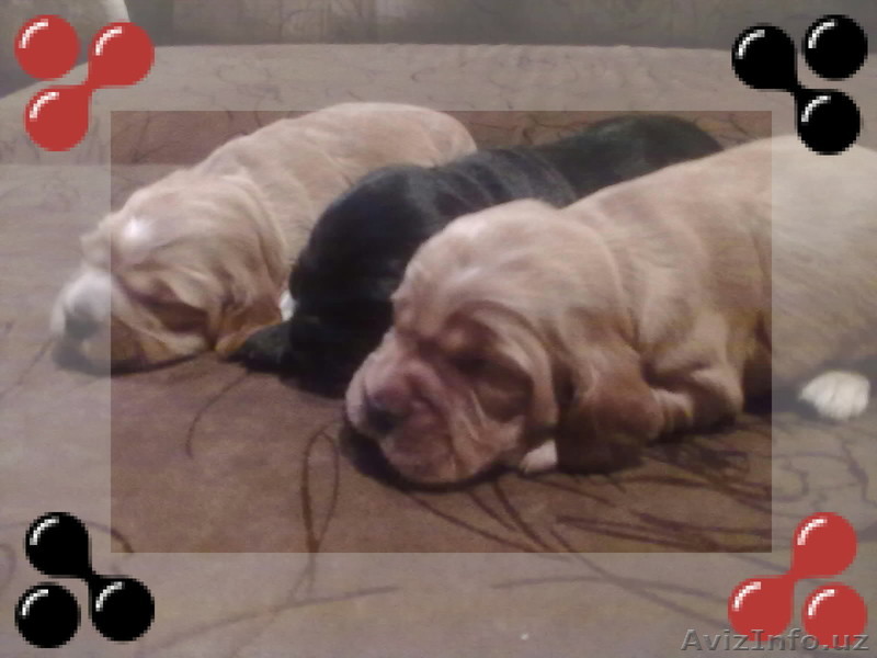 продаю щенков английского кокер спаниеля - Изображение #1, Объявление #57903