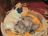 продаю щенков породы мопс - Изображение #1, Объявление #34290