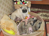 продаю щенков породы мопс - Изображение #2, Объявление #34290