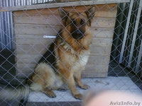 Продаю щенков немецкой овчарки - Изображение #2, Объявление #40951