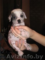 продаютмя щенки китайской хохлатой.  - Изображение #2, Объявление #46403