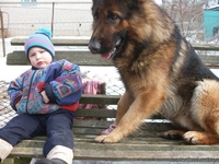 щенки немецкой овчарки - Изображение #2, Объявление #46191