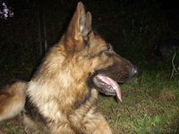 щенки немецкой овчарки - Изображение #1, Объявление #46191