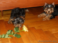 Самые очаровательные йоркширские щеночки! - Изображение #2, Объявление #48589