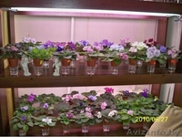 Фиалки Коллекционные в Могилеве - Изображение #2, Объявление #82310