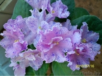 Фиалки Коллекционные в Могилеве - Изображение #3, Объявление #82310