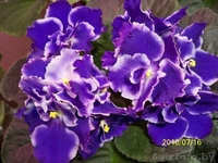 Фиалки Коллекционные в Могилеве - Изображение #1, Объявление #82310