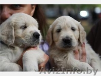 Голден ревера щенки - Изображение #2, Объявление #77624