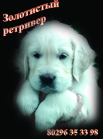 Голден ревера щенки - Изображение #1, Объявление #77624