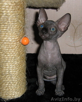 Котята канадский сфинкс - Изображение #1, Объявление #28343