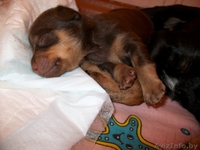 Продаю щенка той-терьера - Изображение #1, Объявление #115940