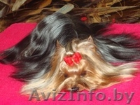 очаровательные йорочки - Изображение #1, Объявление #150736