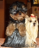 очаровательные йорочки - Изображение #2, Объявление #150736