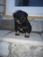Отдам милого щеночка в хорошие руки. - Изображение #1, Объявление #165089