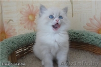 Невский макарадные котёнок - Изображение #1, Объявление #184587