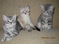 котята британцы - Изображение #1, Объявление #204515