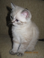 котята британцы - Изображение #2, Объявление #204515