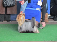 Йоркширский терьер (девочка) - Изображение #2, Объявление #190530