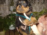 Щенки ротвейлера с документами - Изображение #3, Объявление #198498