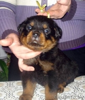 Щенки ротвейлера с документами - Изображение #2, Объявление #198498