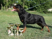 Щенки ротвейлера с документами - Изображение #1, Объявление #198498