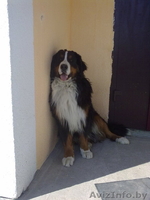 кабель бернского зенненхунда  ищет подругу  - Изображение #1, Объявление #218859