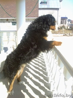 кабель бернского зенненхунда  ищет подругу  - Изображение #2, Объявление #218859