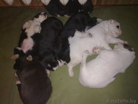 щенки среднеазиатской овчарки (алабай) - Изображение #1, Объявление #240235