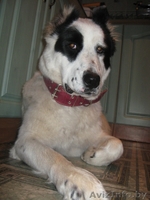 щенки среднеазиатской овчарки (алабай) - Изображение #3, Объявление #240235