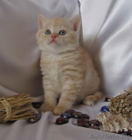 Шотландские вислоухие котята (скоттиш фолд и страйт) - Изображение #4, Объявление #259697