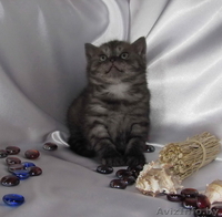 Шотландские вислоухие котята (скоттиш фолд и страйт) - Изображение #5, Объявление #259697