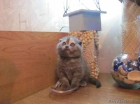 Шотландские вислоухие котята (скоттиш фолд и страйт) - Изображение #7, Объявление #259697