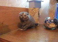 Шотландские вислоухие котята (скоттиш фолд и страйт) - Изображение #8, Объявление #259697