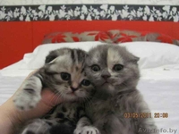 Шотландские вислоухие котята (скоттиш фолд и страйт) - Изображение #6, Объявление #259697