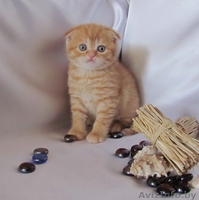 Шотландские вислоухие котята (скоттиш фолд и страйт) - Изображение #1, Объявление #259697