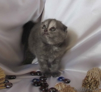 Шотландские вислоухие котята (скоттиш фолд и страйт) - Изображение #2, Объявление #259697