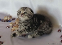 Шотландские вислоухие котята (скоттиш фолд и страйт) - Изображение #3, Объявление #259697