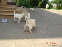 лучшие щенки лобрадора - Изображение #1, Объявление #304779