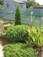 Дача, Шкловское направление, ст. Рыжковичи. - Изображение #1, Объявление #284204