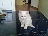 Отдам котят в добрые руки!! - Изображение #1, Объявление #332483