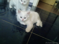 Отдам котят в добрые руки!! - Изображение #2, Объявление #332483