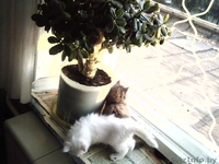 Отдам котят в добрые руки!! - Изображение #6, Объявление #332483