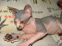 Продам котенка канадского сфинкса - Изображение #1, Объявление #344157