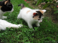 маленькое пушистое счастье в добрые руки - Изображение #3, Объявление #339099