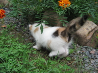 маленькое пушистое счастье в добрые руки - Изображение #4, Объявление #339099