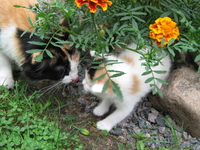 маленькое пушистое счастье в добрые руки - Изображение #1, Объявление #339099